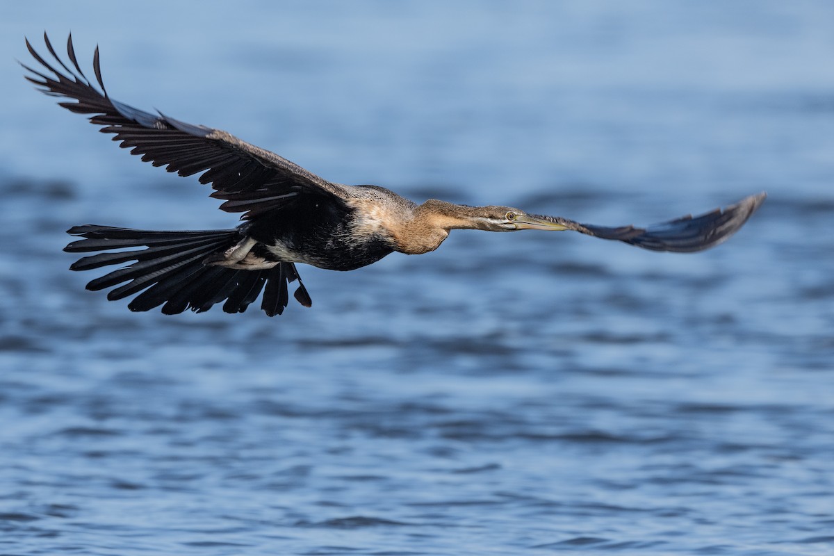 African Darter - Stephen Davies