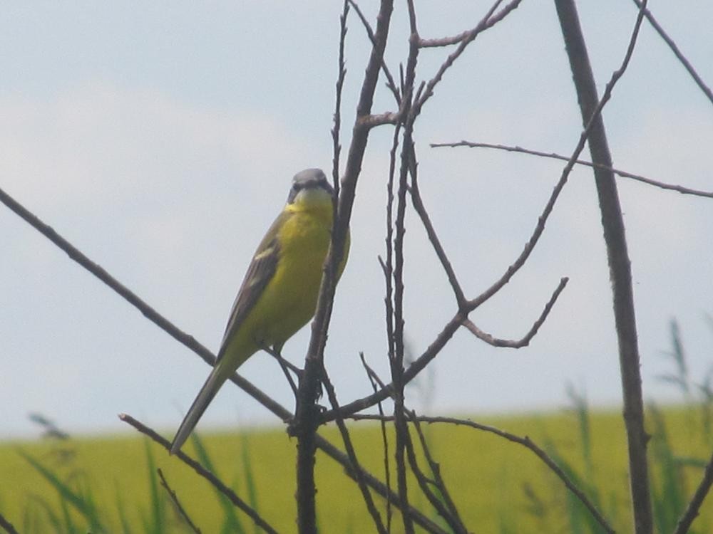 Western Yellow Wagtail - ML50628561