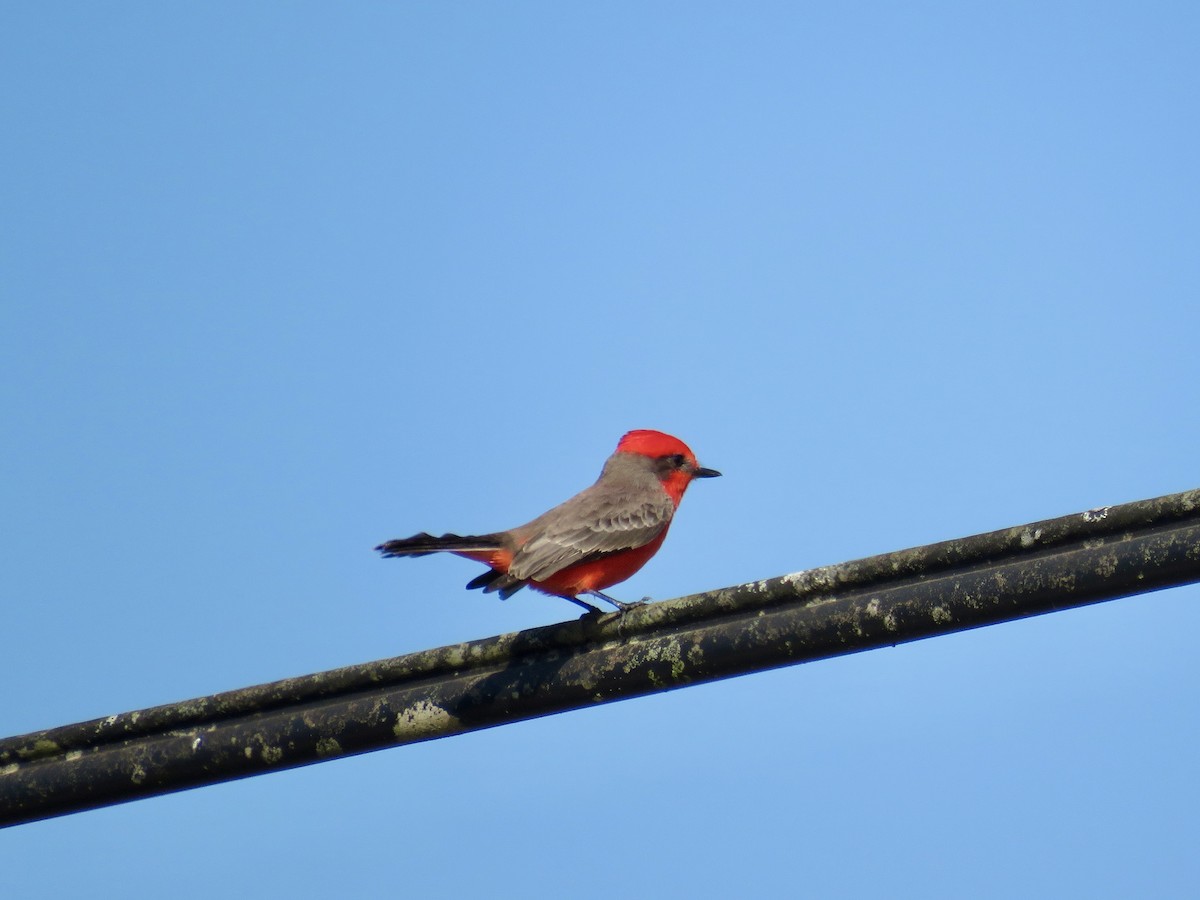 Vermilion Flycatcher - ML506286011