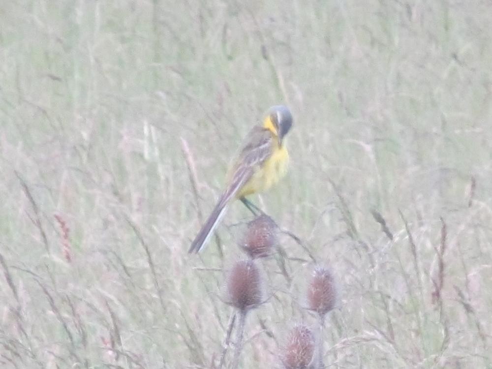 Western Yellow Wagtail - ML50628631