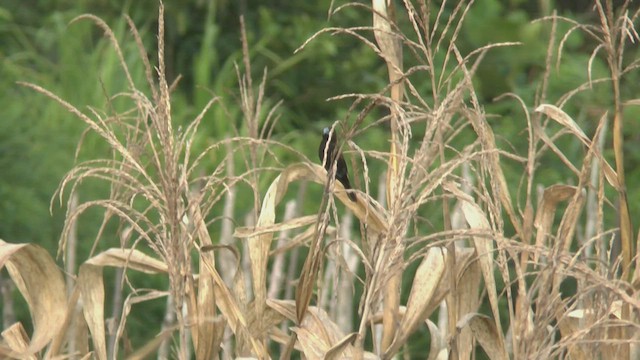 Streak-headed Munia - ML506287611