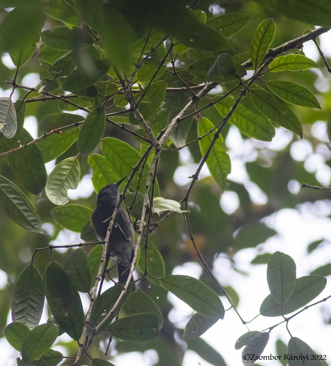Rufous-sided Honeyeater - ML506288151