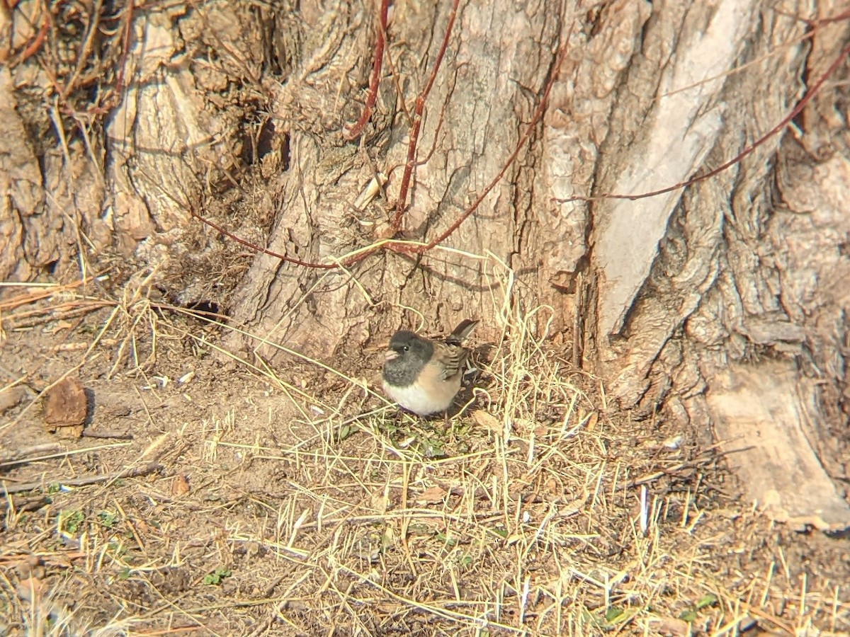 Dark-eyed Junco (Oregon) - ML506289511