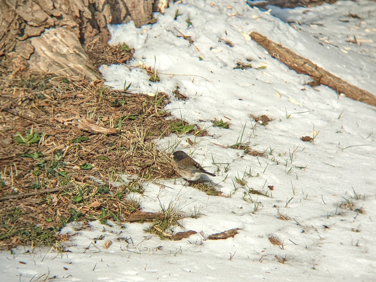 Dark-eyed Junco (Oregon) - ML506289531