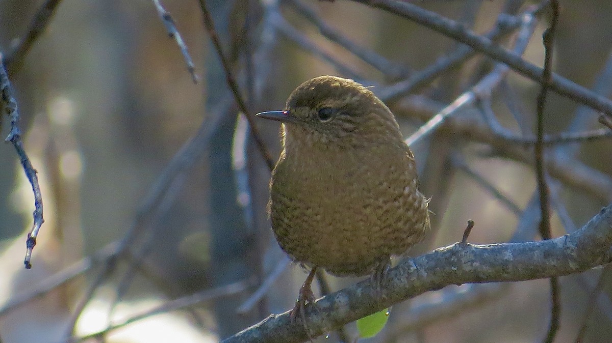 Winter Wren - Jack Yanko