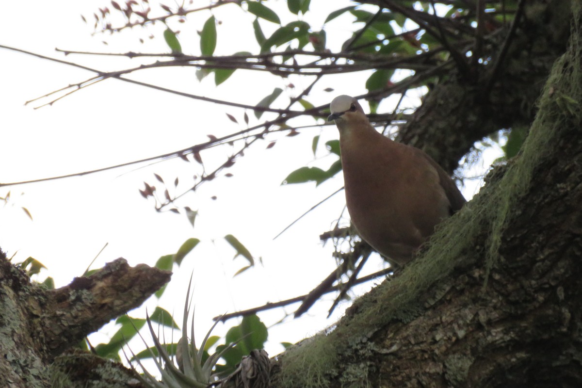Gray-fronted Dove - ML506292591