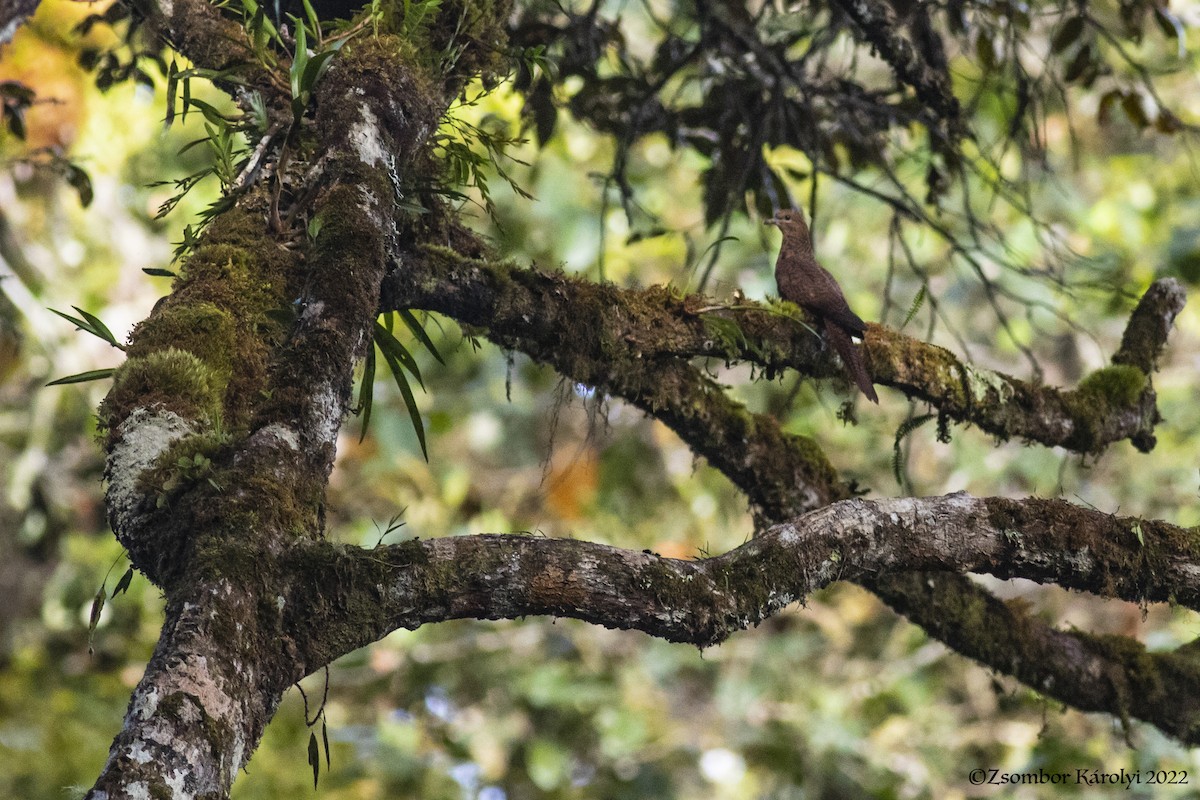 Black-billed Cuckoo-Dove - ML506293631