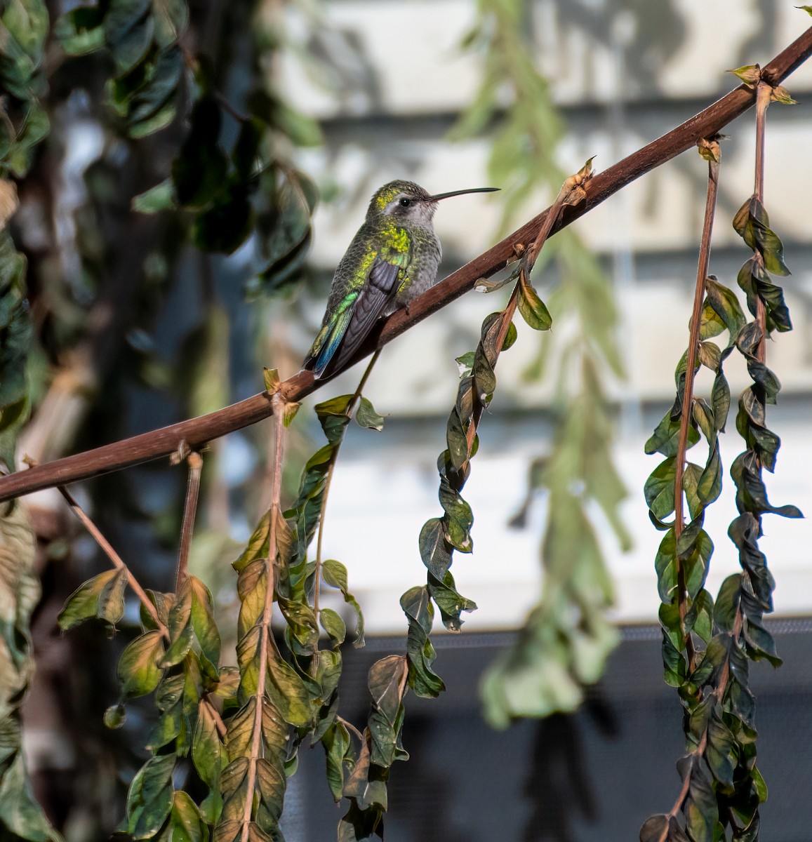 Broad-billed Hummingbird - ML506293821