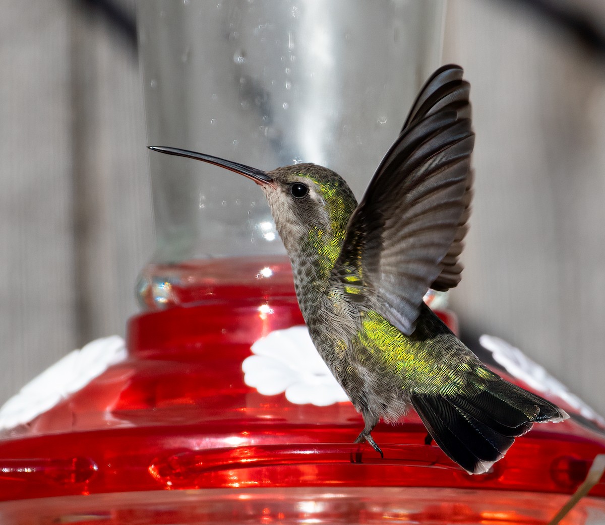 Colibrí Piquiancho Común - ML506293831