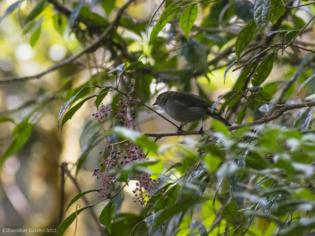 Fan-tailed Berrypecker - Zsombor Károlyi