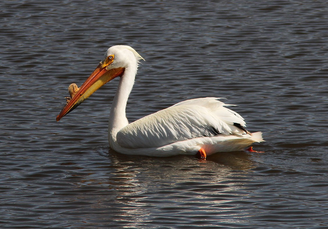 pelikán severoamerický - ML50629401