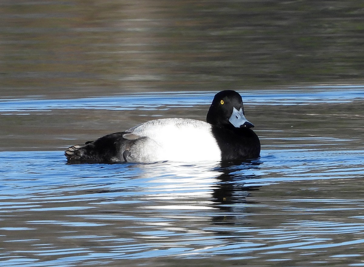 Greater Scaup - ML506295541