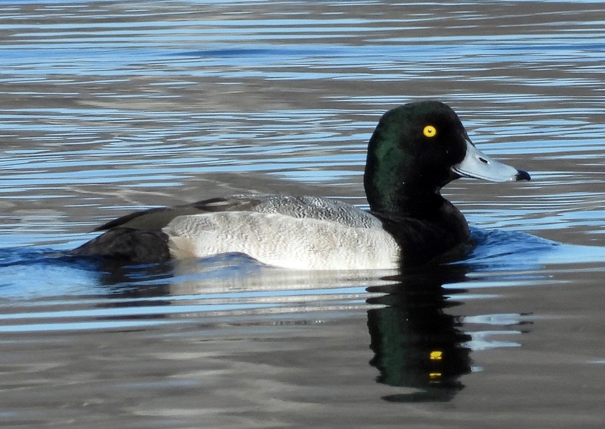 Greater Scaup - ML506295861
