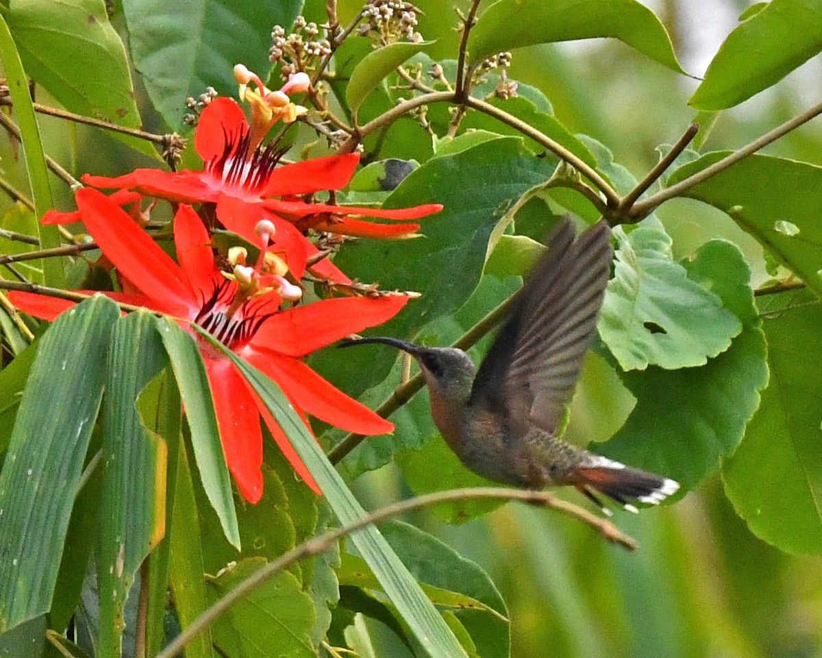 Rufous-breasted Hermit - ML506297191