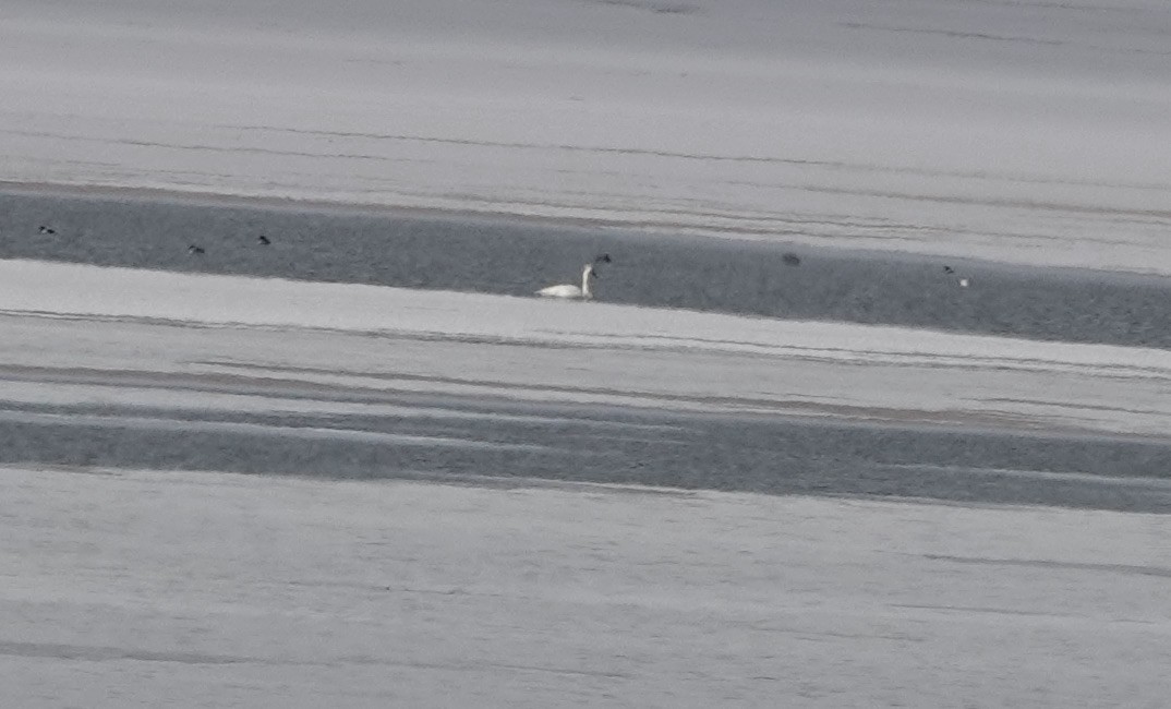 Trumpeter Swan - ML506297571