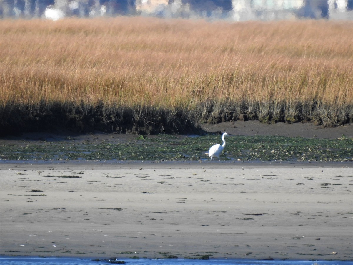 Great Egret - ML506298531