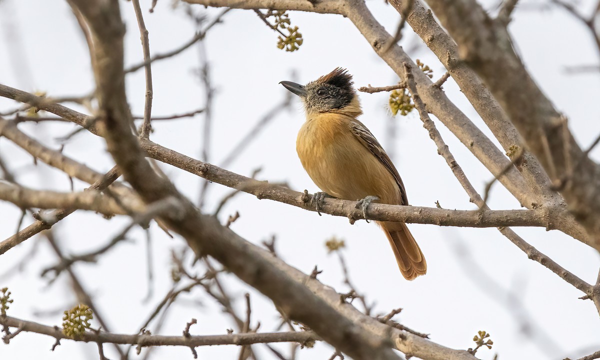 Collared Antshrike (Collared) - ML506299571