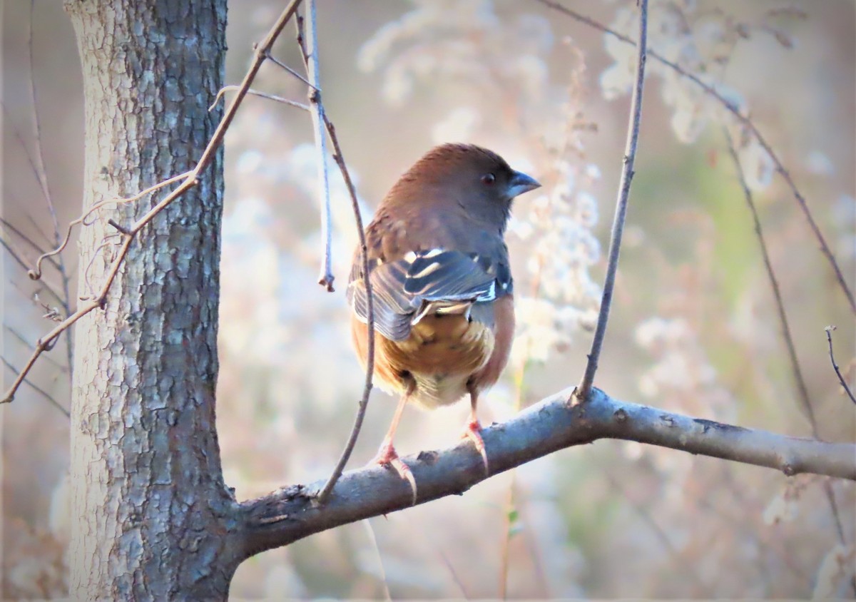 pipilo rudooký - ML506299841