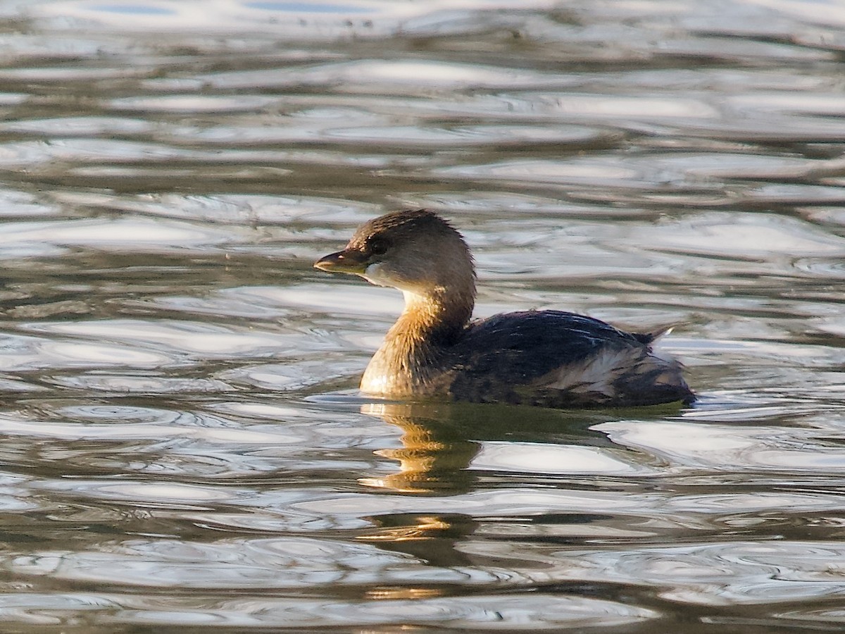 Pied-billed Grebe - ML506300361