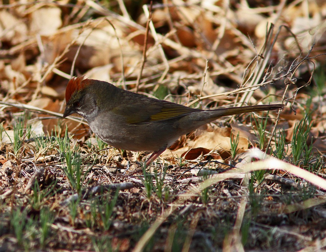 Green-tailed Towhee - ML50630051