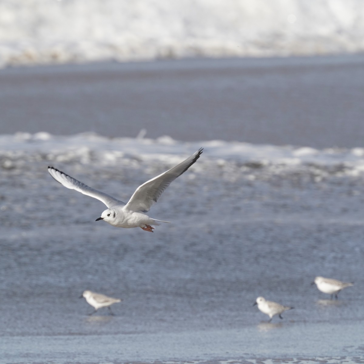 Mouette de Bonaparte - ML506302511