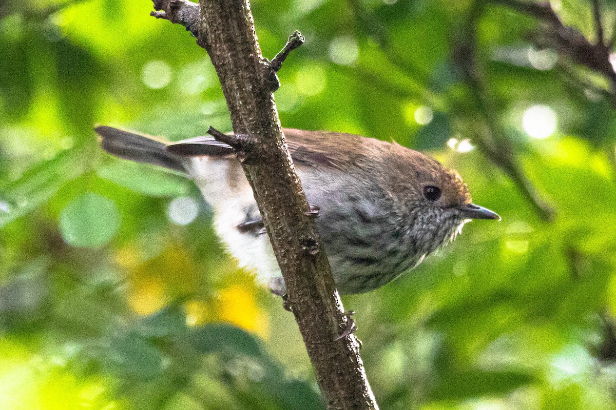 Brown Thornbill - Rhys Marsh