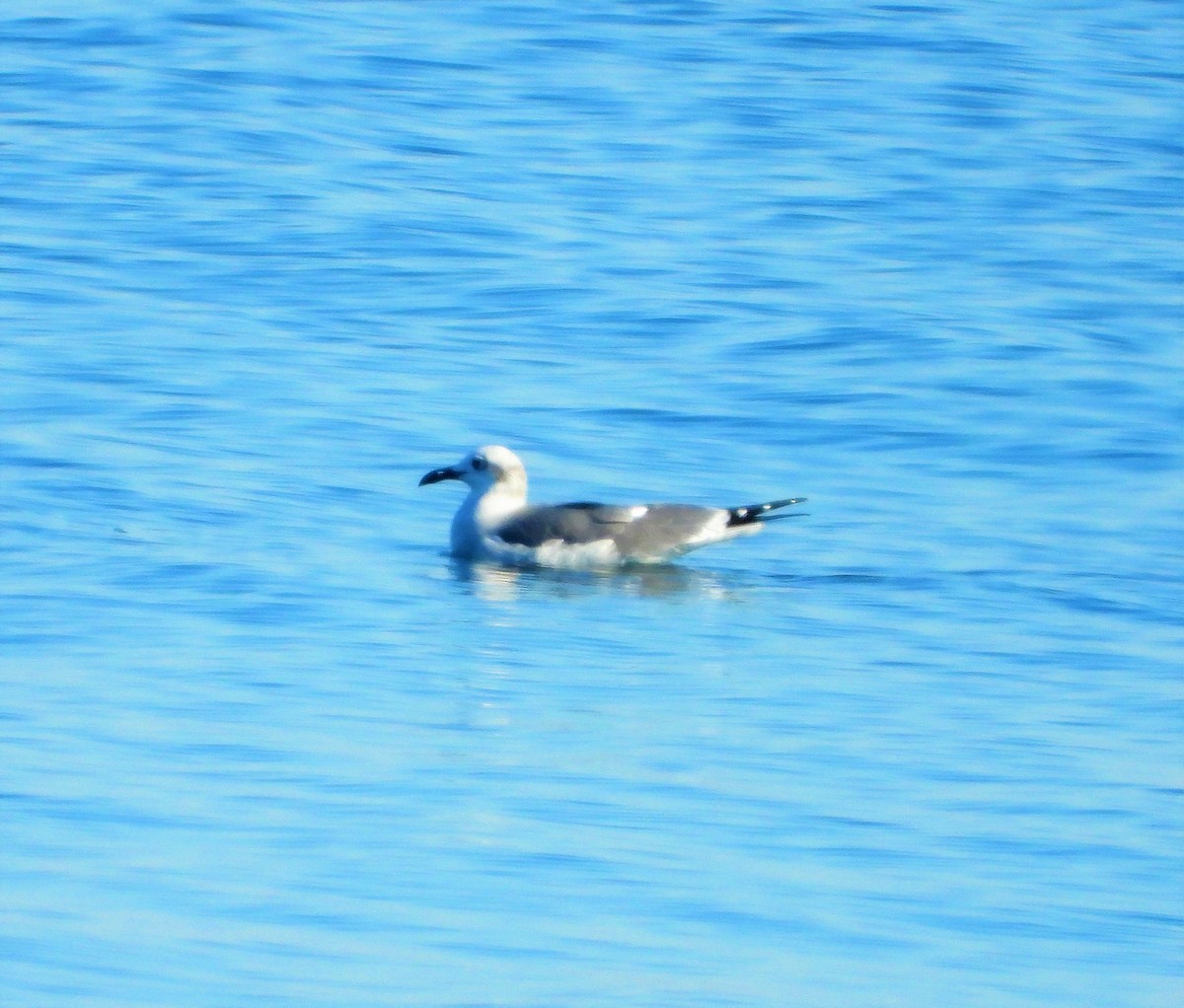 Laughing Gull - ML506303131