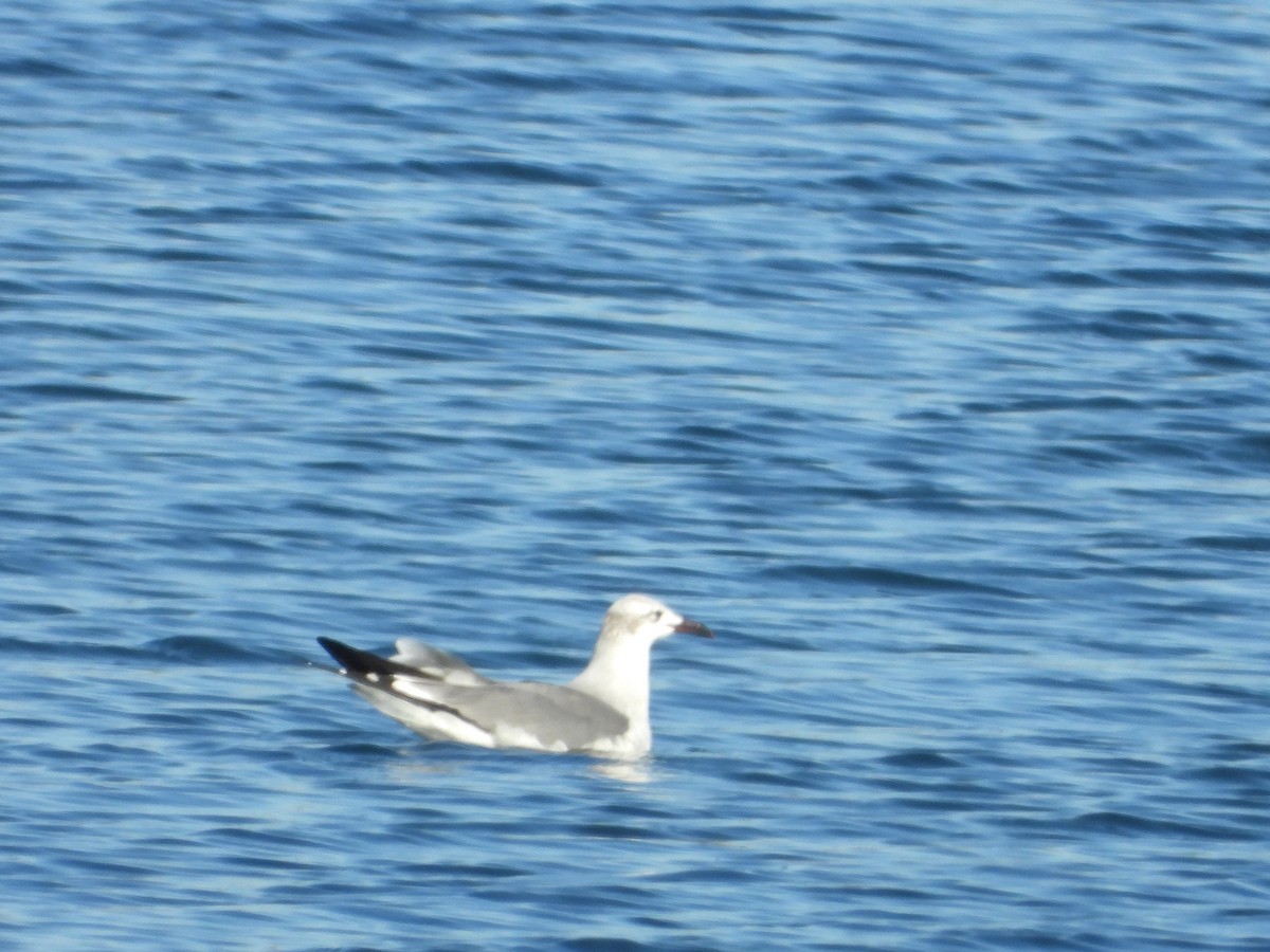 Laughing Gull - ML506303491