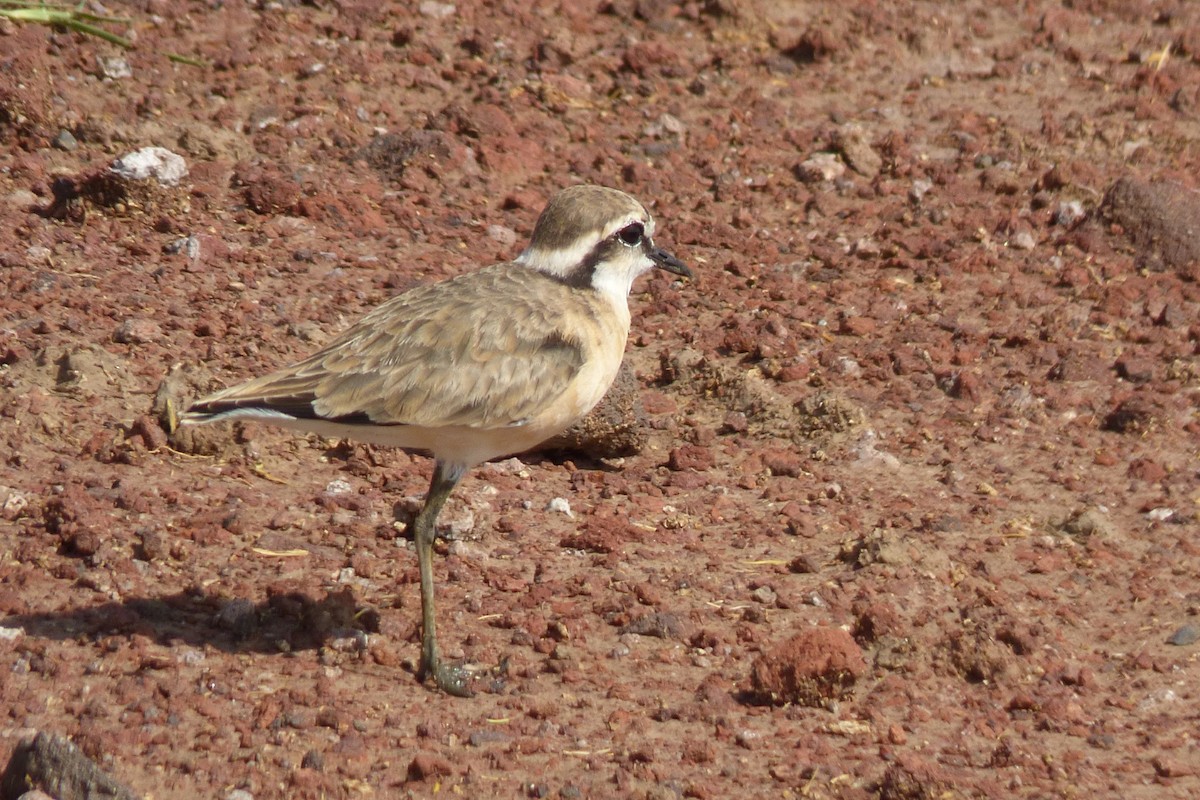 Kittlitz's Plover - ML50630621