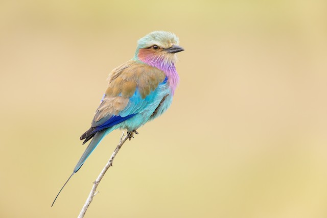 Lilac-breasted Roller