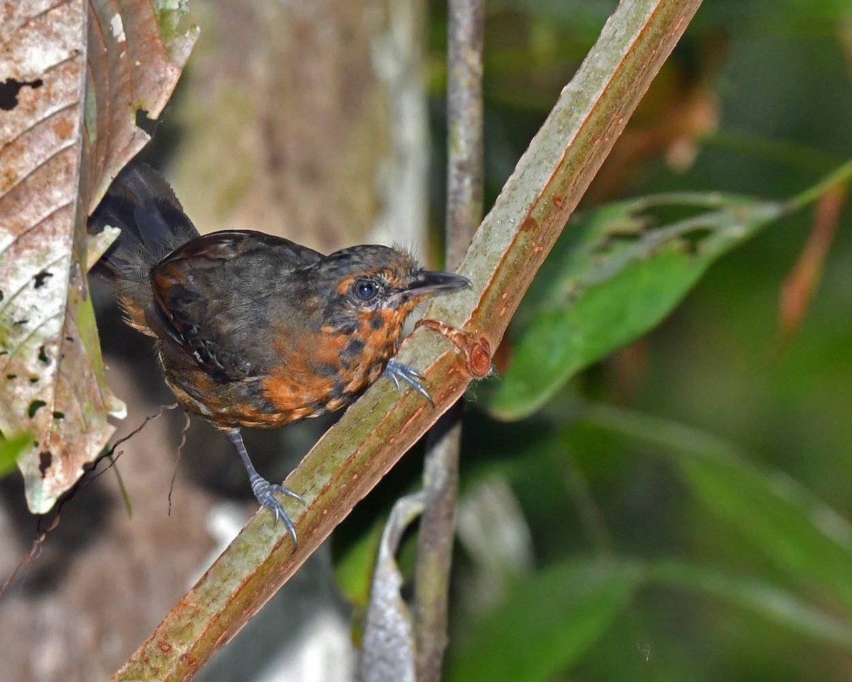 Riparian Antbird - ML506307041