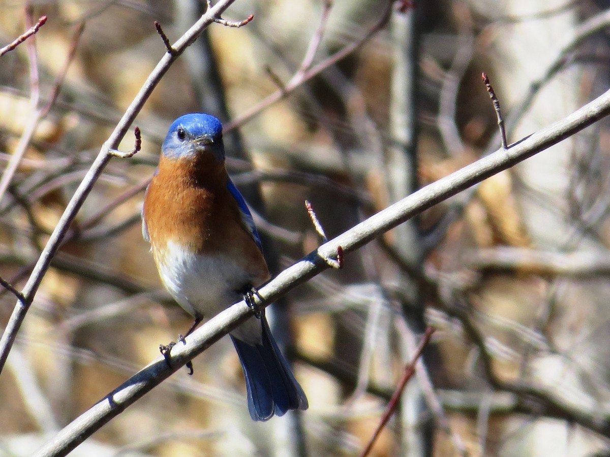 Eastern Bluebird - ML50630991