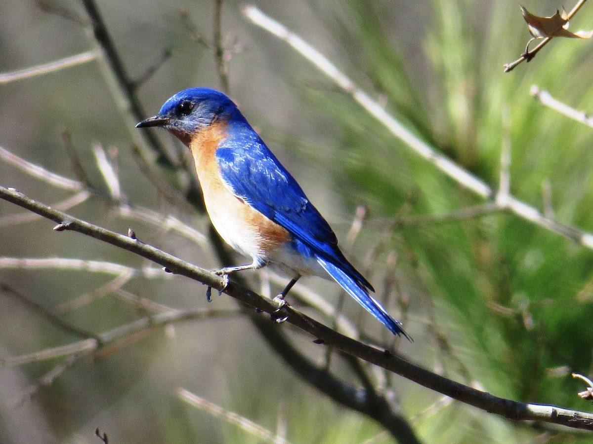 Eastern Bluebird - ML50631001