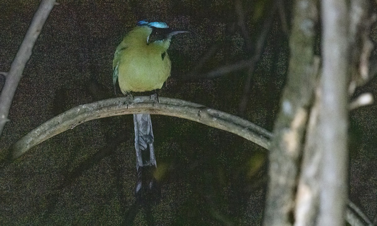 Whooping Motmot (argenticinctus) - Paul Fenwick