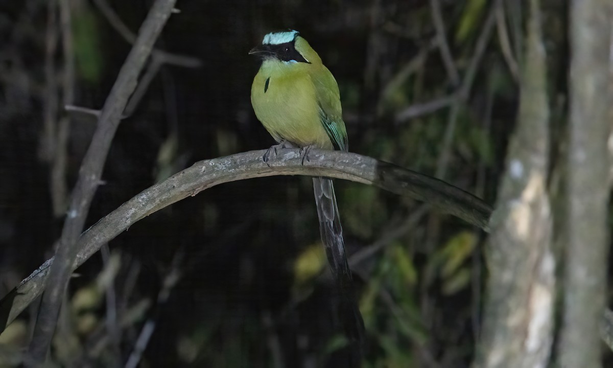 Whooping Motmot (argenticinctus) - ML506310471