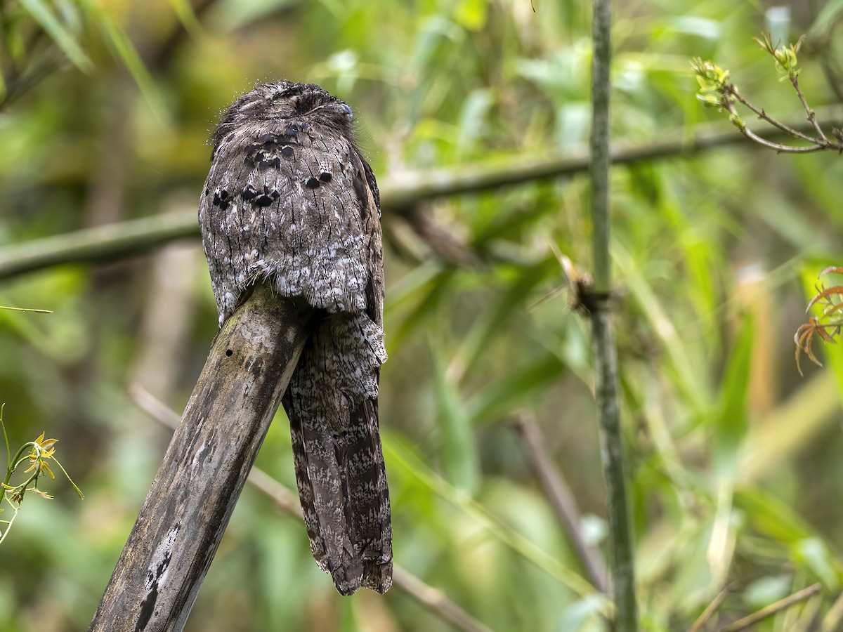 Common Potoo - ML506310701