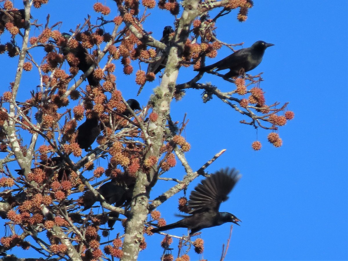 Common Grackle - ML506310801