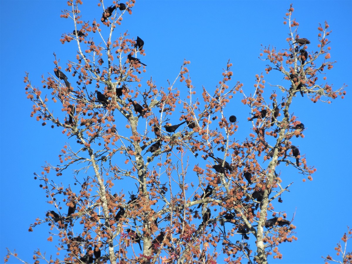 Common Grackle - ML506310811