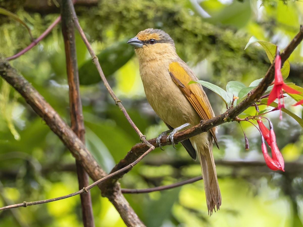 Brown Tanager - ML506311841