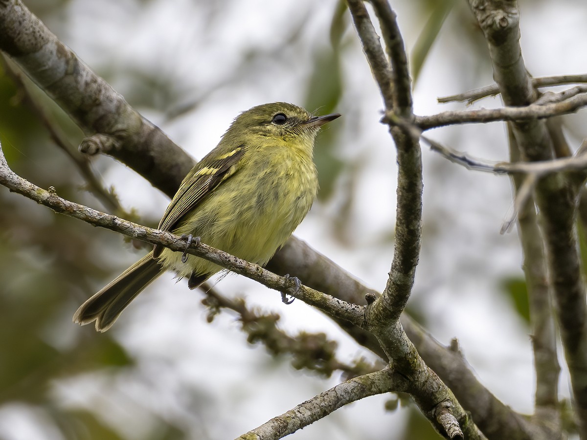 Restinga Tyrannulet - Andres Vasquez Noboa