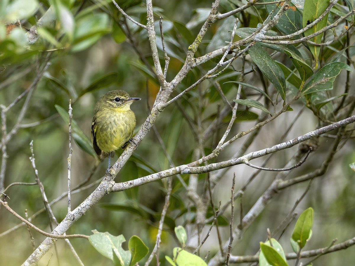 Restinga Tyrannulet - ML506312541
