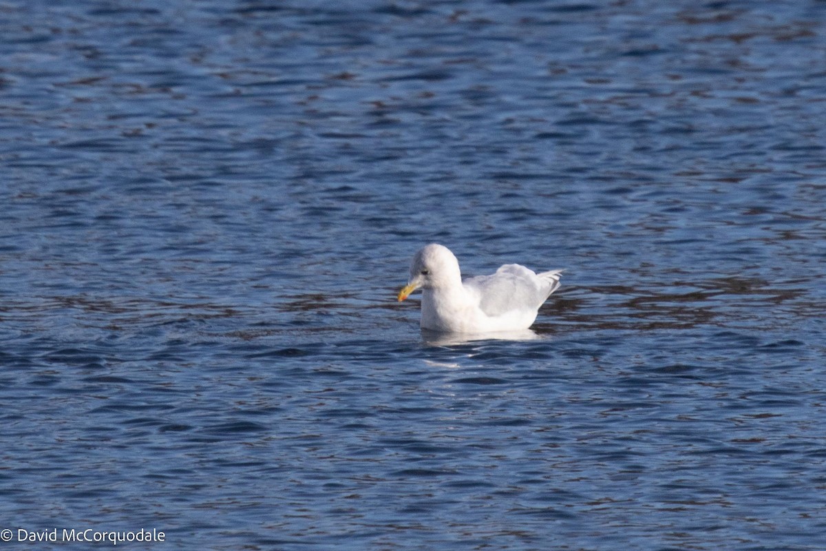 Gaviota Groenlandesa (kumlieni) - ML506313481