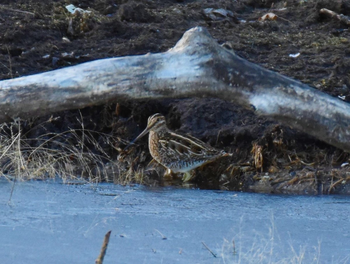 Wilson's Snipe - ML506314301