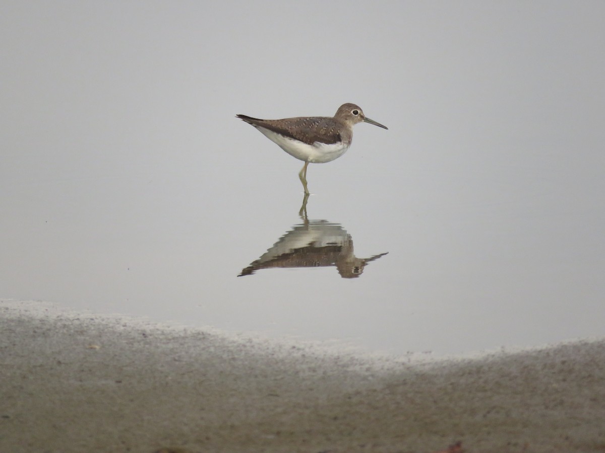 Solitary Sandpiper - Julián Rodríguez