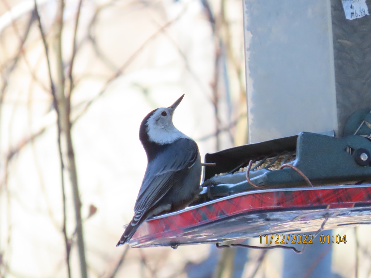 White-breasted Nuthatch - Anonymous