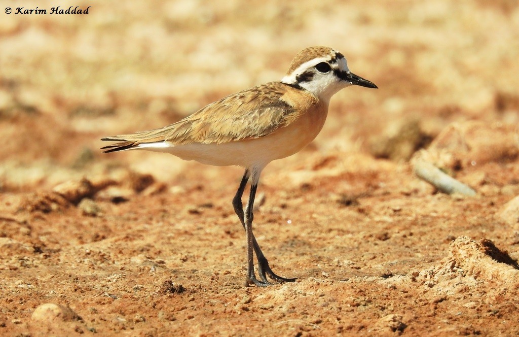 Kittlitz's Plover - ML50631491