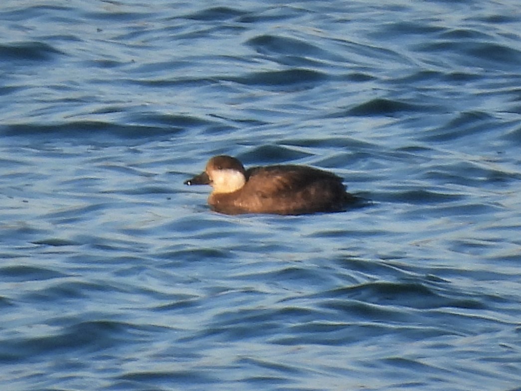 Black Scoter - ML506315231