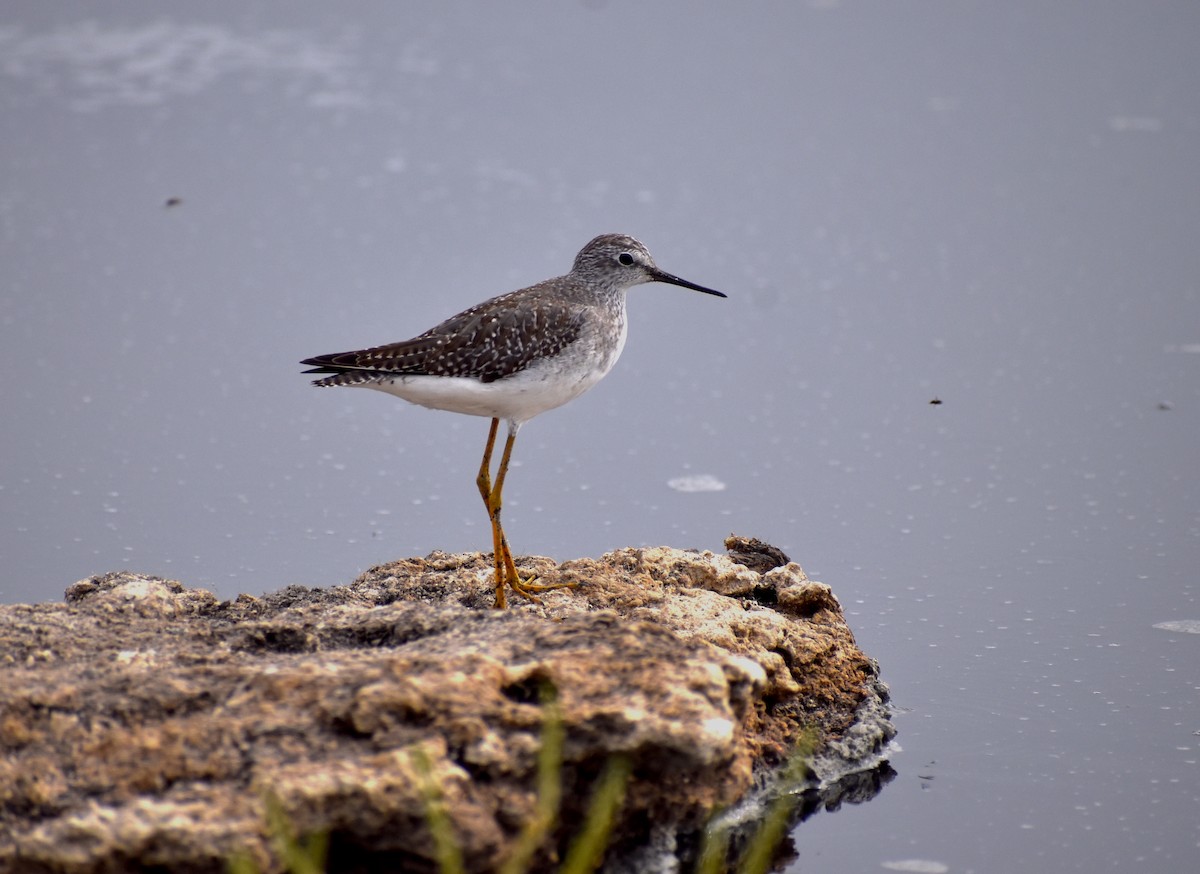 gulbeinsnipe - ML506315601