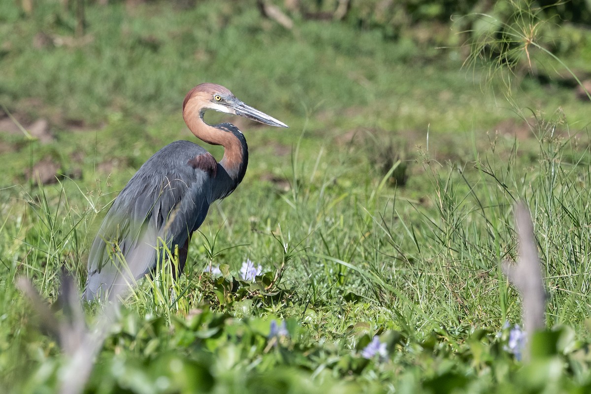 Goliath Heron - ML506315901