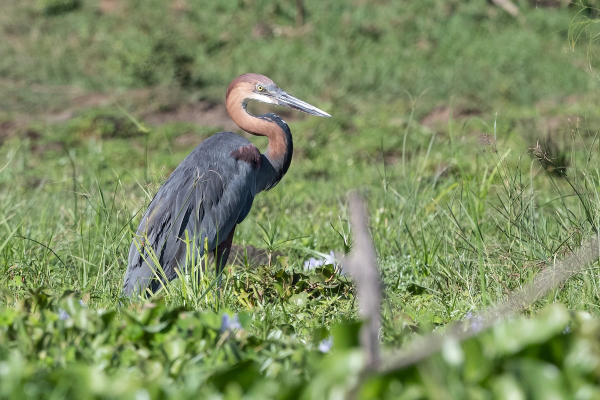 Goliath Heron - ML506315911